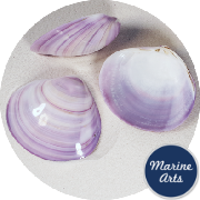 8522-P8 - Polished Violet Clam - Decor Pack